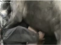 [ Beastiality Porn XXX ] fellow receives pounded by a nasty horse